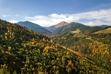 Fototapeta premium Aerial view of autumn mountain landscape with evergreen pine trees and yellow fall forest with magestic mountains in distance.