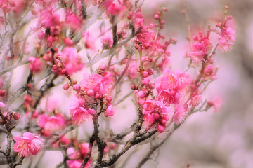 早春の梅の花が満開　-　多重露出
