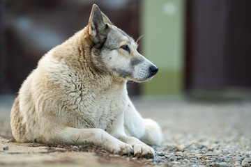 Obraz na płótnie Canvas Portrait of a dog breed West Siberian Laika sitting outdoors in a yard.
