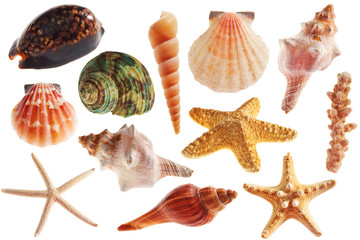 Various seashells on white background 