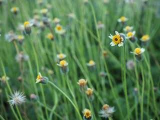 Field of flowers for background used
