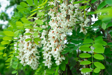 Flowers of a white acacia against green foliage.