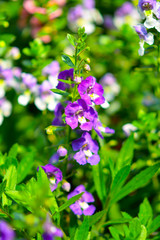 Beautiful flowers in the garden.
