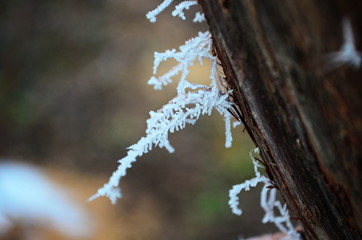 Branch covered in ice cold white frost in the winter. first frosts, cold weather, frozen water, frost