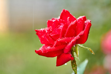 Red rose flower with raindrops on a summer day in the village garden. Closeup, selective focus