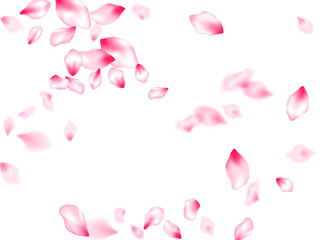 Pink sakura petals confetti flying and falling