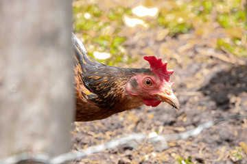 es una gallina 
