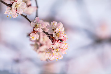 Pink apricot tree blossom in the city park on spring sunny day. Beautiful nature background. Toned photo, close up, shallow depth of the field