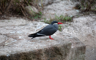 Portrait of a male inca tern on a rock, coastal bird from America