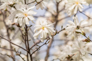 White magnolia (Magnolia stellata) blossom in the city park on spring sunny day, beautiful nature background