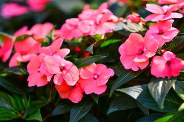 Beautiful flowers in the garden.