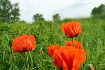 Poppies are herbaceous plants, often grown for their colorful flowers.