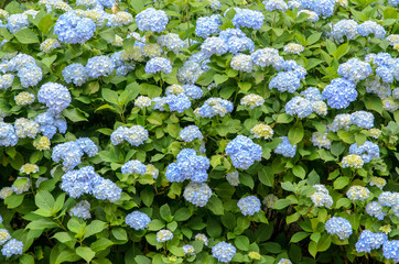 植物園で咲く紫陽花