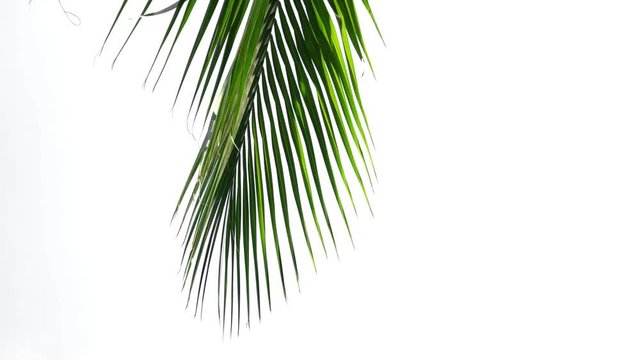 leaf palm, green leaves coconut tree pattern isolated on white background