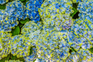 植物園で咲く紫陽花