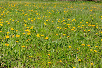 Green meadow covered with yellow dandelions at spring