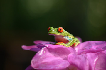 Red-eyed Tree Frog, Agalychnis callidryas, animal with big red eyes, in the nature habitat, Panama. Beautiful frog in the forest, exotic animal from central America on the red flower.