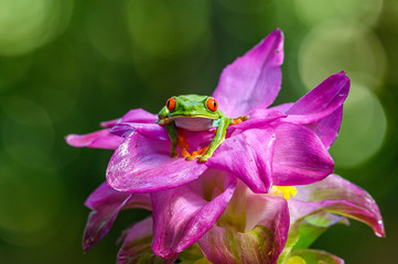 Red-eyed Tree Frog, Agalychnis callidryas, animal with big red eyes, in the nature habitat, Panama. Beautiful frog in the forest, exotic animal from central America on the red flower.