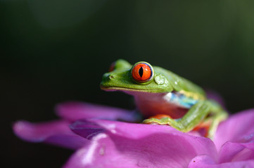 Red-eyed Tree Frog, Agalychnis callidryas, animal with big red eyes, in the nature habitat, Panama. Beautiful frog in the forest, exotic animal from central America on the red flower.