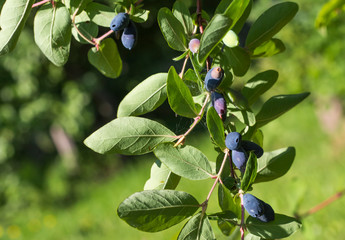 garden pests spider mite on blue honeysuckle on a branch