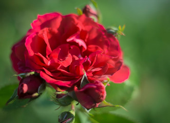 Obraz na płótnie Canvas bouquet of red roses growing in the garden in the sun soft focus