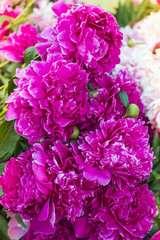 Group of dark pink peony flowers blooming in the garden