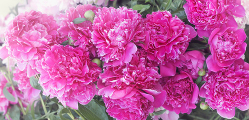 Obraz premium background of a group of dark pink peony flowers blooming in the garden