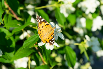 Honey bee drink nectar from flowers and pollinating them.
