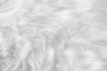 Grey cat fur short smooth patterns  texture , animal skin light soft background