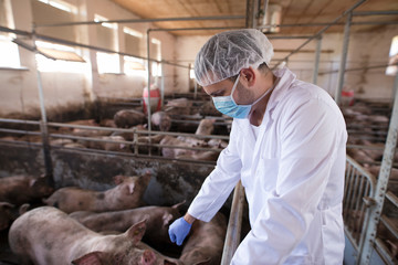 Veterinarian doctor observing pigs at pig farm. Controlling animals health and growth for meat...