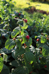 Ripe raspberries on a branch in garden at summer sunny day