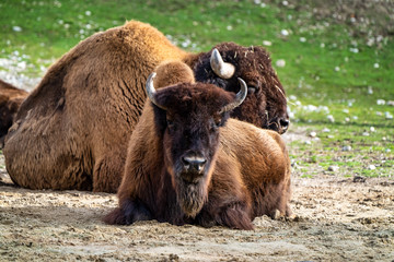 American buffalo known as bison, Bos bison in the zoo © rudiernst