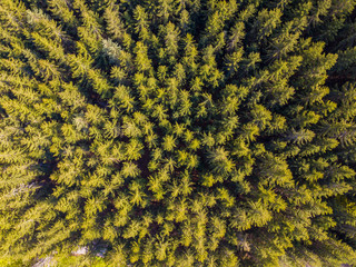 green leaf background