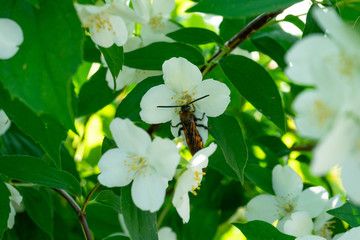 Honey bee drink nectar from flowers and pollinating them.