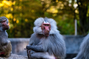 Fototapeta premium The hamadryas baboon, Papio hamadryas is a species of baboon