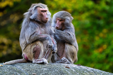 The hamadryas baboon, Papio hamadryas is a species of baboon