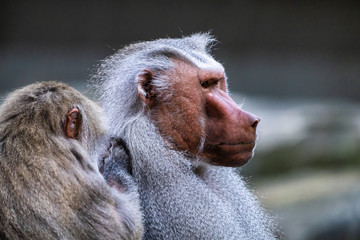 The hamadryas baboon, Papio hamadryas is a species of baboon