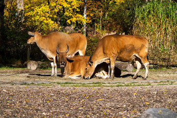 Banteng, Bos javanicus or Red Bull is a type of wild cattle.