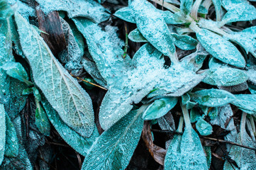 Oblong green-blue leaves sprinkled with snow. Background for design.