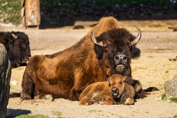 Fototapeta premium American buffalo known as bison, Bos bison in the zoo