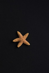 starfish on black background
