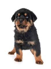 puppy rottweiler in studio