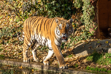 The Siberian tiger,Panthera tigris altaica in the zoo