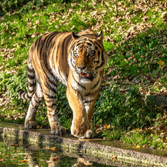 The Siberian tiger,Panthera tigris altaica in the zoo