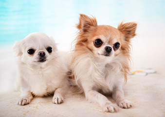 chihuahuas in studio