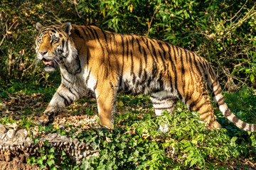 The Siberian tiger,Panthera tigris altaica in the zoo