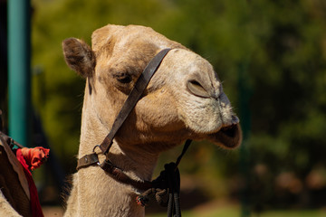 Close up of an eating camel.