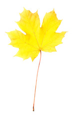 Bright yellow maple leaf isolated on white. Autumn season, leaf fall