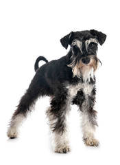 miniature schnauzer in studio