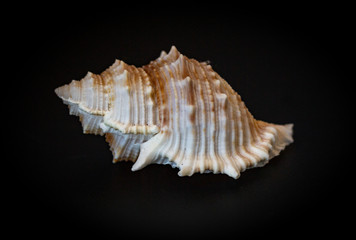 Cuban shell on black background.